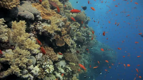 Red anthias covers the reef Stockbeeldmateriaal 22740483