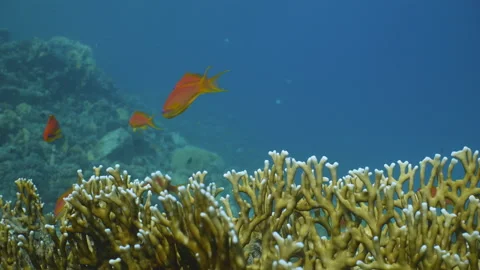 Red Anthias fish over fire coral on Red Sea reef Stock Footage 149026119