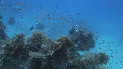 Red anthias at the reef with divers in the background Видео 22730050
