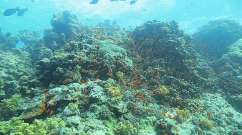 Red anthias at the reef 库存影片 22641585