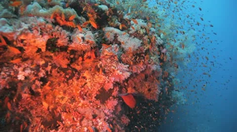 Red anthias on the reef Stock Footage 22642421