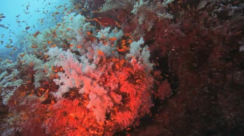 Red anthias on the reef 動画素材 22642428