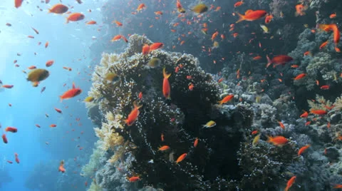 Red anthias at the reef Stock Footage 22706466