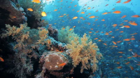 Red anthias at the reef Stock Footage 22707331