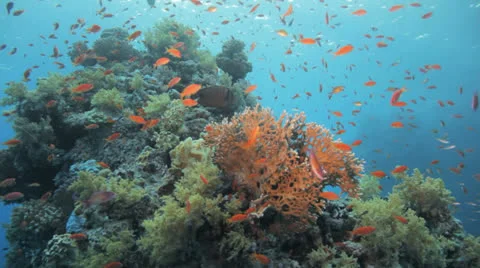 Red anthias at the reef Stock Footage 22707456