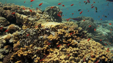 Red anthias at the reef Stock Footage 22713534