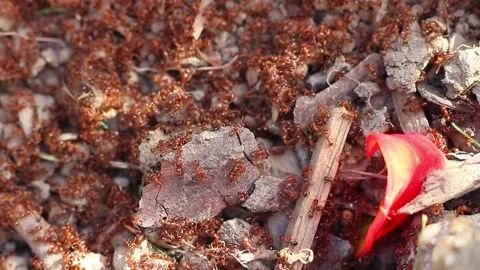 Red anthill close up Red flower petal Dynamic Zoom Video Stock Footage 270540155