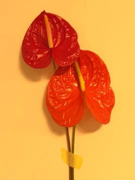 Red Anthurium Close-Up with Warm Orange Light Foto stock