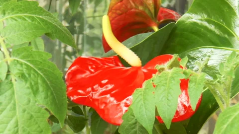 Red anthurium flowers Stock Footage 90775401