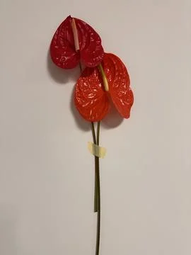 Red Anthurium Flowers on Wall with Dramatic Mood Stock Photos