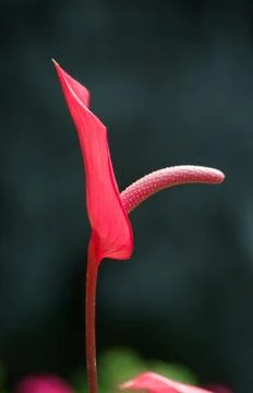 Red anthurium. Stock Photos