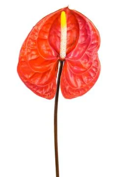 Red anthurium Stock Photos
