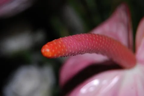 Red Anthurium Foto stock