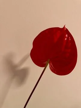 Red Anthurium with Shadow on Wall Stock Photos
