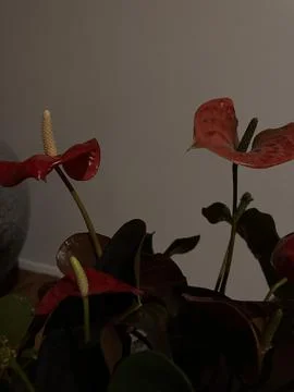 Red Anthuriums in Dramatic Light Foto stock