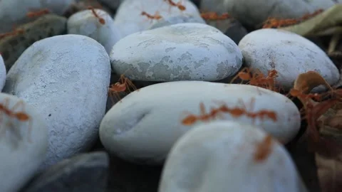 Red ants  (1) Stock Footage 301161744