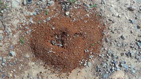 Red Ants 1 HD Working Community Video stock 10862369