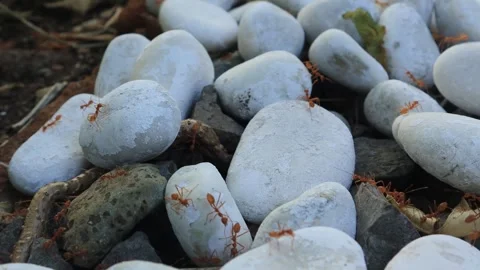 Red ants  (2) Stock Footage 301161827