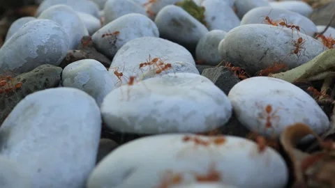 Red ants  (3) Video stock 301161845