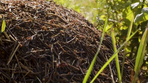 Red ants and the anthill Stock Footage 245971715