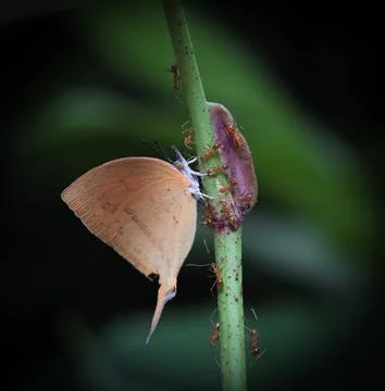 Red ants and butterfly on the same branch. Stock Photos