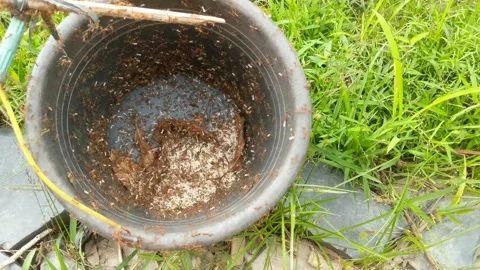 The red ants and eggs are taken Stock Footage 265074462