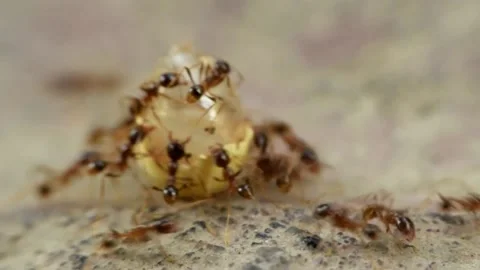 Red ants and teamwork. Stock-Footage 137533392