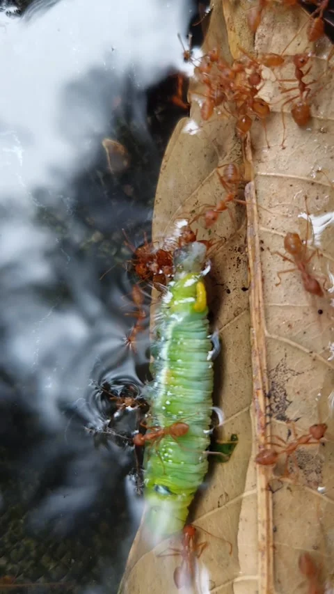 Red ants and worms floating in water Stock Footage 268129360