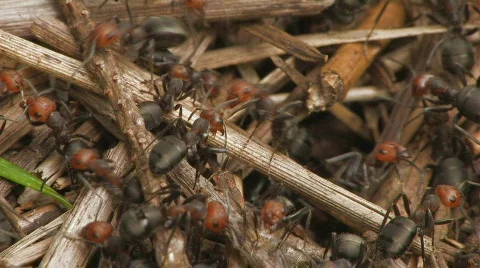 Red ants in anthill Stock Footage 124531