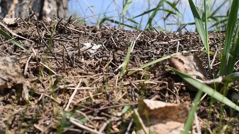 Red ants in the anthill woke up and run around Stock Footage 89610904