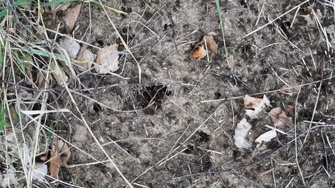 Red ants in the anthill woke up and run around Stock Footage 91081060