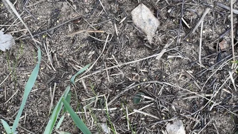 Red ants in the anthill woke up and run around Stock Footage 91081071