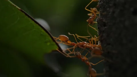 Red ants are beginning building nests with leaf Stock Footage 160563808