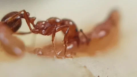 Red ants are biting the remaining meat on the bone Stock Footage 236333627