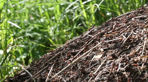 Red ants are building anthill. Stock-Footage 63526866