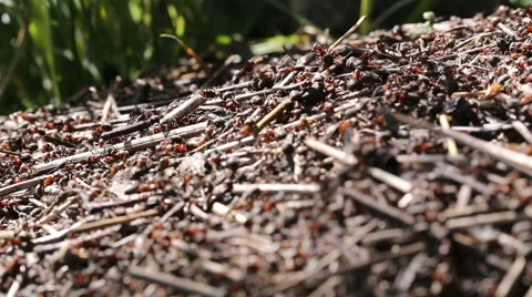Red ants are building anthill. Video stock 63529457