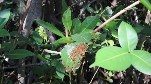 Red ants are building their own nest with green leaves Stock Footage 145144086