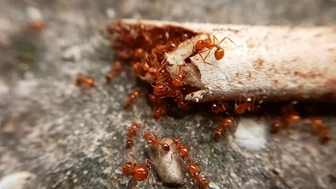 Red ants are feasting on bones Stock Footage 293784887