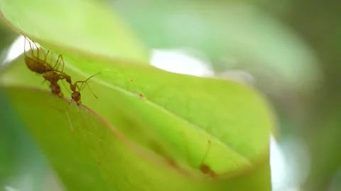 Red ants are pulling leaves to build their nests Stock-Footage 160561779
