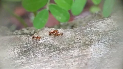 Red ants are walking on the ground Stock Footage 125351197
