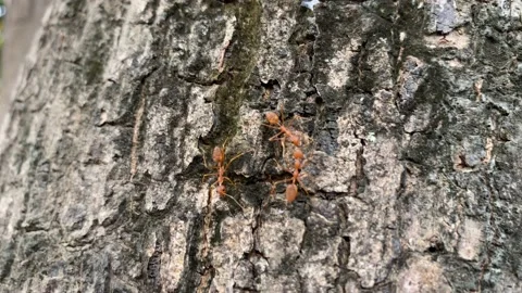 Red Ants are walking on the root tree in garden, fire ants Stock Footage 170324988