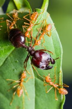 Red ants army Stock Photos