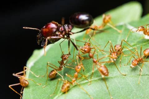 Red ants army Stock Photos