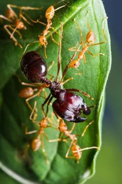 Red ants army Stock Photos