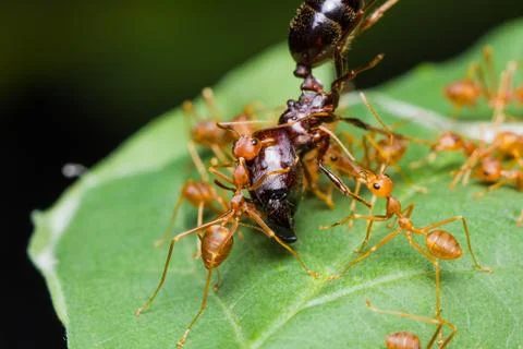 Red ants army Stock Photos