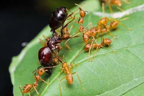 Red ants army Stock Photos