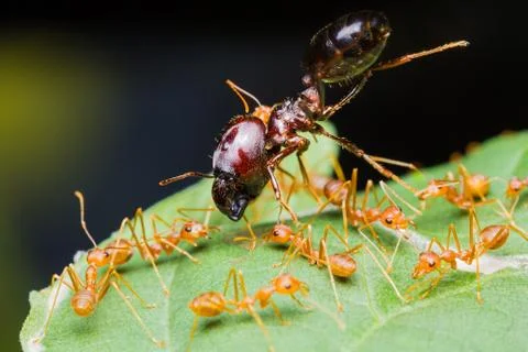Red ants army Stock Photos