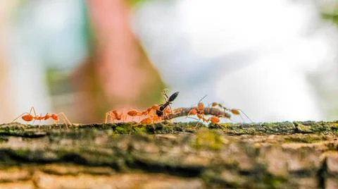 Red ants attack their prey Stock Photos