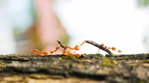 Red ants attack their prey Stock Photos