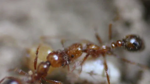 Red Ants Attacking Termites Stock-Footage 48712152